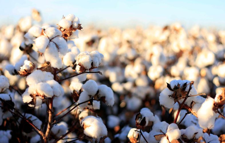 Rahasia di Balik Kain Berkualitas: Peran Kualitas Kapas dalam Produksi Tekstil
