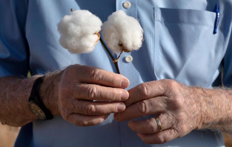 Mengenal U.S. Cotton: Karakteristik dan Keunggulannya untuk Produksi Benang