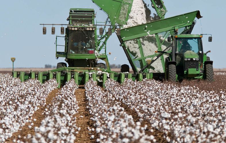 Negara Penghasil Cotton Terbaik di Dunia: Mana yang Paling Berkualitas?