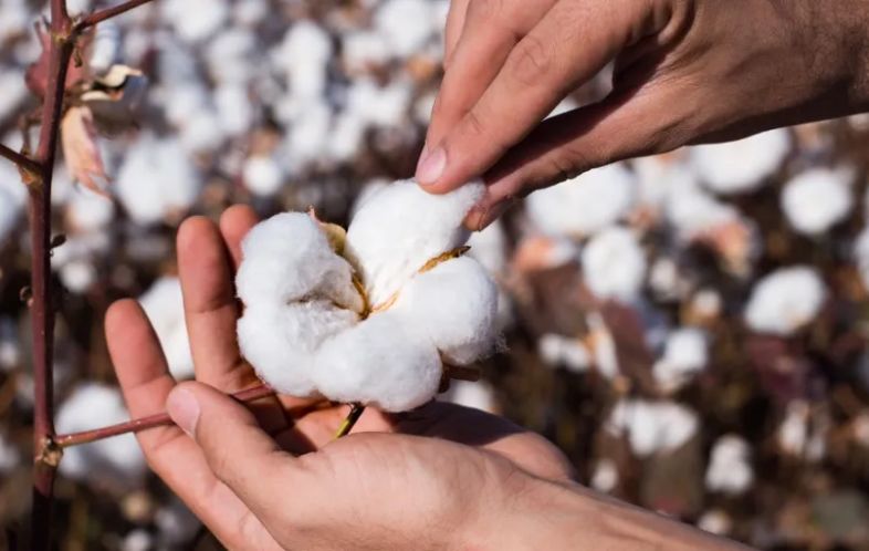 BCI vs US Cotton Trust Protocol: Apa Bedanya dan Mana yang Lebih Tepat untuk Industri Tekstil?