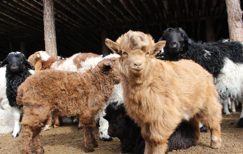 Mengenal Bahan Cashmere: Karakteristik, Kelebihan, dan Kekurangannya